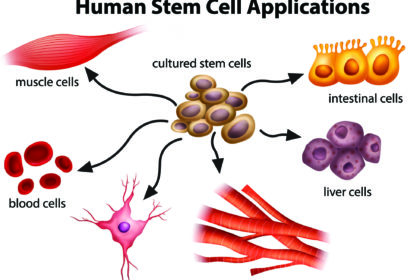 human stem cells uses