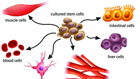human stem cells uses
