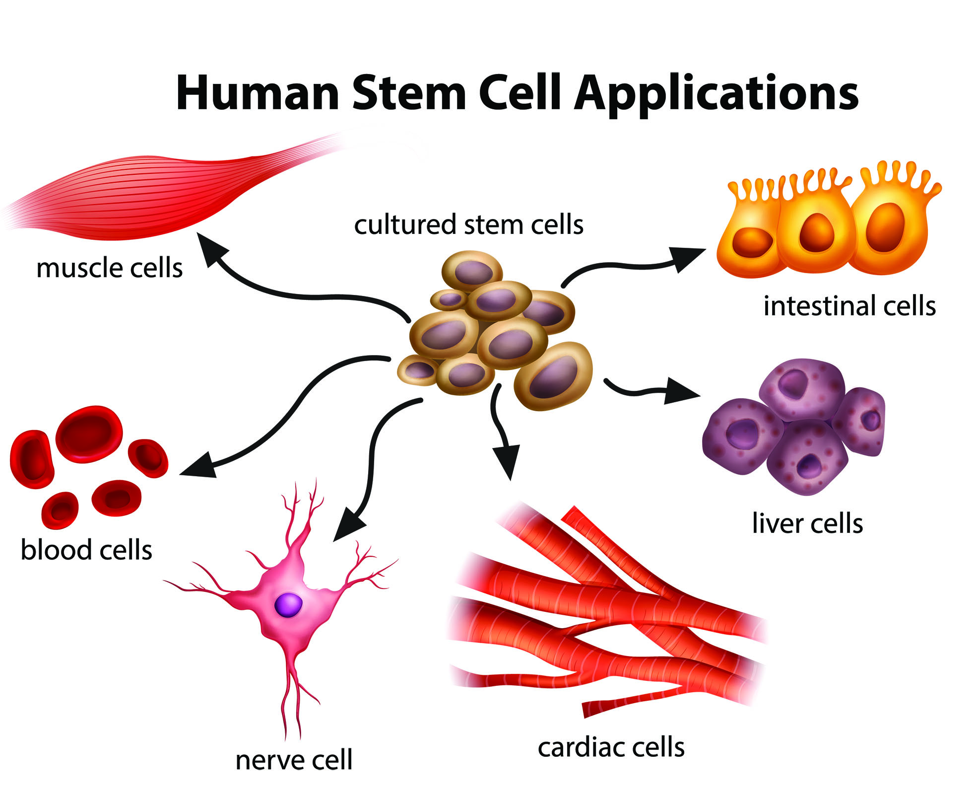 stem cell research case western