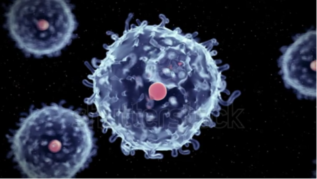 adult stem cells