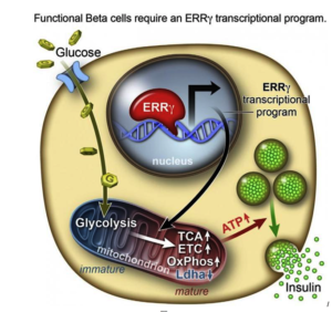 Insulin-producing Stem Cells Grown in the Lab Mark a New Era in Stem Cell Therapies for Diabetes