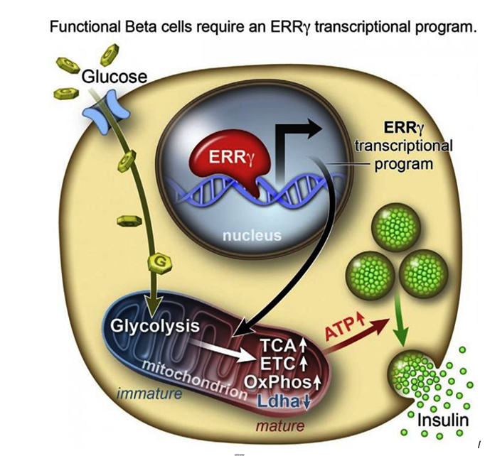 BETA_CELLS Global Stem Cells Group