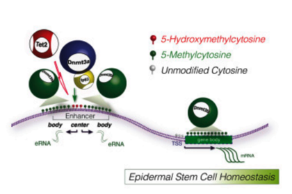 skin stem cell research