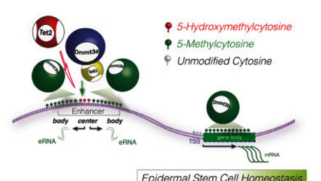 skin stem cell research