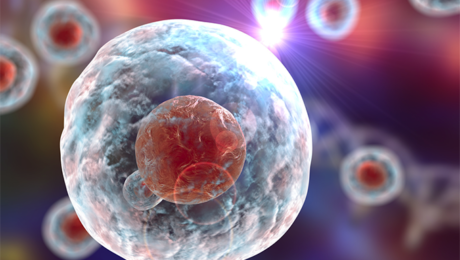 human stem cells