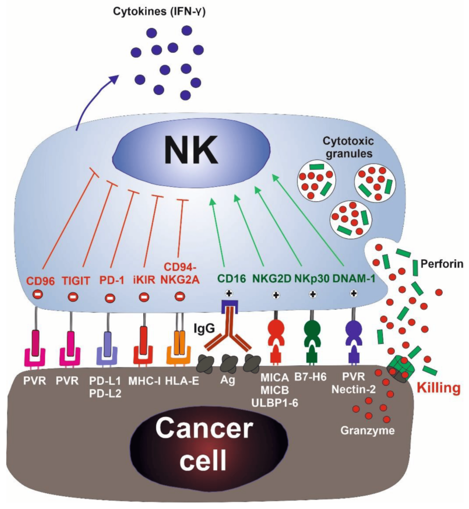 Clinical trials on NK cells give hope for many people Who are suffering from cancer.